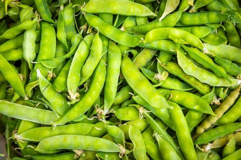 Close-up of freshly harvested green pea pods (Pisum sativum)