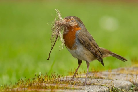 European robin (Erithacus rubecula) adult bird in an urban garden with nesting material in its beak