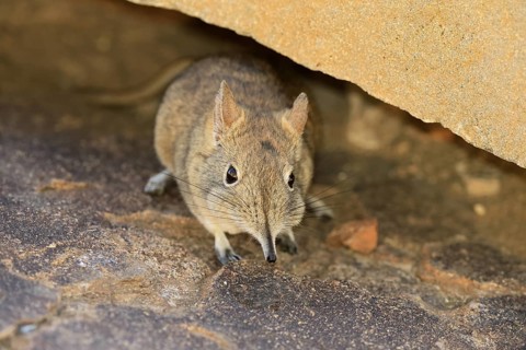 Short-eared elephant shrew (Macroscelides probosideus), adult, foraging, Mountain Zebra National