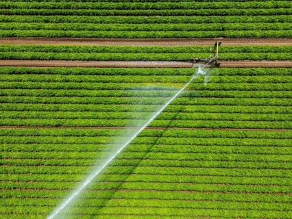 Artificial irrigation with a sprinkler system in a field where carrots are grown, near Kerken, on