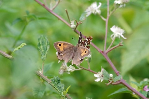 Meadow Brown (Maniola jurtina), Land carrot (Araschnia levana), two, flower, nectar, Two different