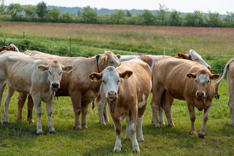 A group of cows stands on a green pasture with trees in the background, Prerow,