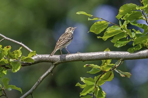 Tree pipit (Anthus trivialis, Alauda trivialis) perched in tree at open woodland in late spring,