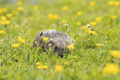 European hedgehog (Erinaceus europaeus) adult animal in a spring time meadow with flowering