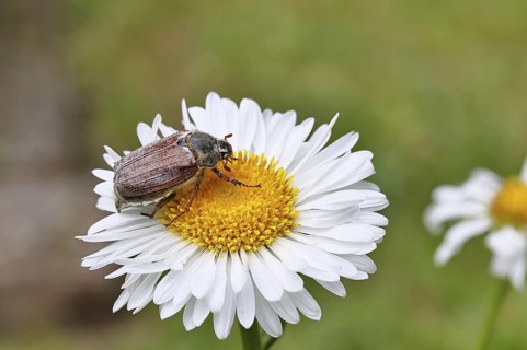Cockchafer, field cockchafer (Melolontha melolontha), female on a flower of a daisy (Leucanthemum