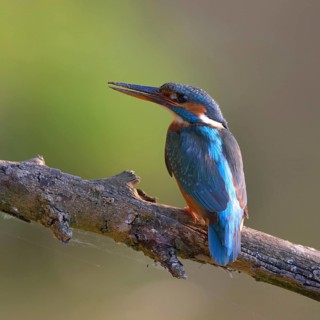 After the work is done... Kingfisher (Alcedo atthis), female sits with dirty beak on a branch,