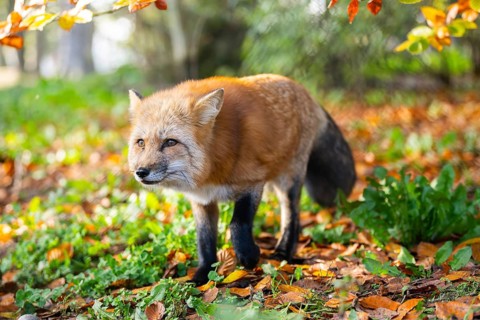 Red fox (Vulpes vulpes) walking in a forest in autumn, Bavaria, Germany