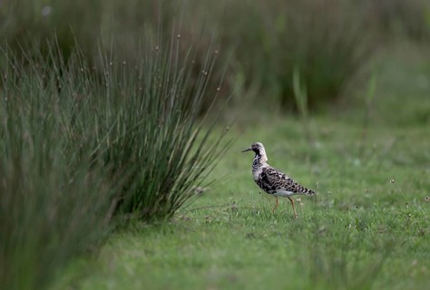 Ruff (Philomachus pugnax) in a meadow, Texel, North Holland, Netherlands