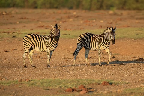 Burchell's zebra (Equus quagga burchelli), Burchell's zebra, adult, two animals, foraging, Kruger,