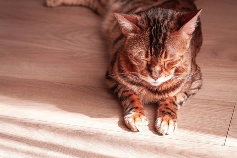 Bengal cat relaxing in sunlit room, highlighting unique fur patterns and playful demeanor on wooden