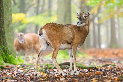 European mouflon (Ovis aries musimon) sheep (female) standing in a forest in autumn, Bavaria,