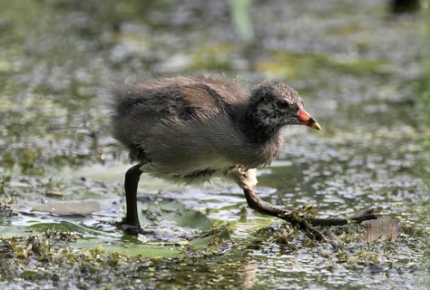 Green-footed moorhen (Gallinula chloropus), chick running over water plants, Lower Rhine, North