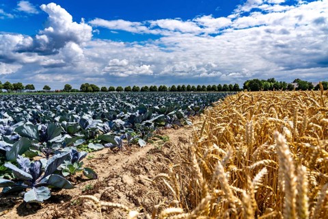 Agriculture, fields, wheat on the right, cabbage cultivation on the left, red cabbage, near Kempen