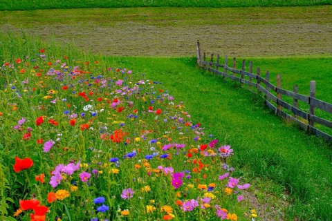 Wildflower meadow, Sesto, Dolomites, Val Pusteria, South Tyrol, Italy