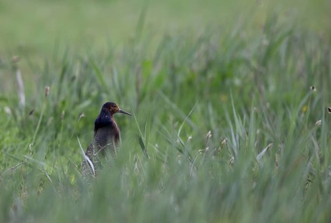 Ruff (Philomachus pugnax) in a meadow, Texel, North Holland, Netherlands