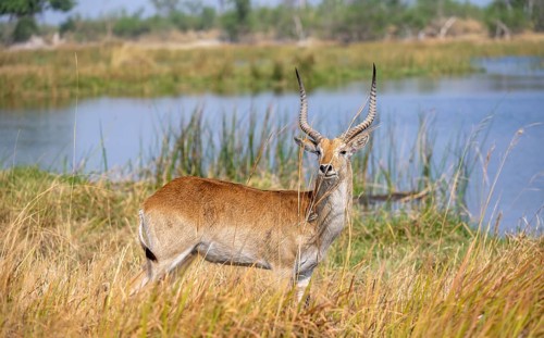 Letschwe or lychee moor antelope (Kobus leche), Okavango Delta, Moremi Game Reserve, Botswana