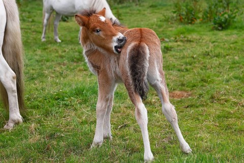 Young Icelandic stallion (Equus islandicus), foal itching its coat in a meadow, colt, male, animal