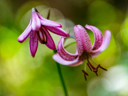Turk's cap lily (Lilium martagon), Jenner, Berchtesgaden National Park, Schönau am Königssee,