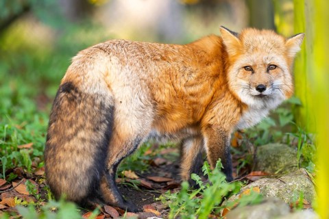 Red fox (Vulpes vulpes) standing in a forest in autumn, Bavaria, Germany
