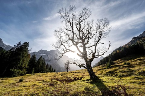 Sycamore without leaves in autumn with sun star, Großer Ahornboden in autumn, behind rocky mountain