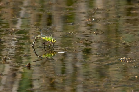 Emperor dragonfly (Anax imperator) adult female insect laying eggs in a pond in summer, England,