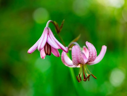 Turk's cap lily (Lilium martagon), Jenner, Berchtesgaden National Park, Schönau am Königssee,