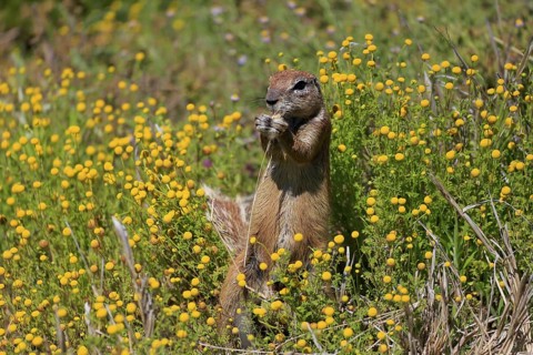 Cape bristle-thighed squirrel (Xerus inauris), adult, alert, standing upright, feeding, flower