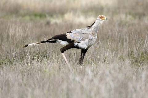 Secretary (Sagittarius serpentarius), adult, running, foraging, alert, Mountain Zebra National