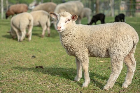 Een schattig lam staat in een groene weide tussen volwassen schapen. Het is a zonnige dag in het