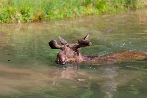 An aggressive bull moose (Alces alces) swims in a stream on a sunny day