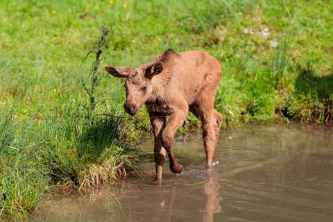 A moose calf (Alces alces) walks along the bank of a shallow stream on a sunny day in search of