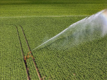 Artificial irrigation with a sprinkler system in a field where sugar beet is grown, near Rheurdt,