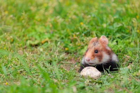 A European hamster (Cricetus cricetus) leaves his burrow
