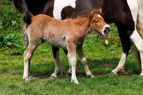 Icelandic horses (Equus islandicus), foal and mare in a meadow, colt, Tierkind, Schleswig-Holstein,