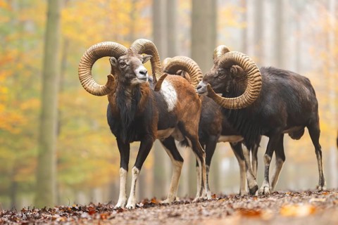 European mouflon (Ovis aries musimon) ram (male) standing in a forest in autumn, Bavaria, Germany