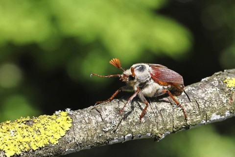 May beetle, wood cockchafer (Melolontha hippocastani), male, on a branch overgrown with lichen,