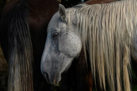 A white pair with long, golden manes are found between a large group of thick and brown pairs. Het