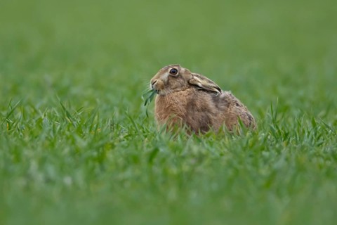 European brown hare (Lepus europaeus) adult animal feeding in a farmland cereal field in
