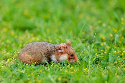 A European hamster (Cricetus cricetus) collects herbs, grass and daisies in a fresh green meadow
