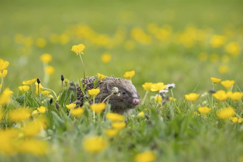 European hedgehog (Erinaceus europaeus) adult animal in a spring time meadow with flowering