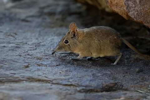 Short-eared elephant shrew (Macroscelides probosideus), adult, foraging, Mountain Zebra National