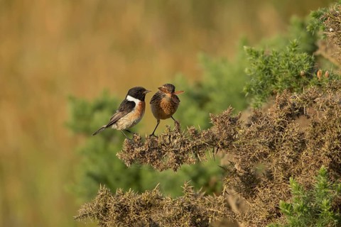 European stonechat (Saxicola rubicola) juvenile bird feeding on a moth being watched by a male