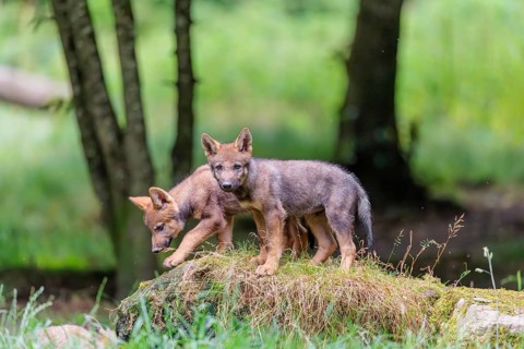 Two gray wolf pups (Canis lupus lupus) stand on, or next to a rock on a small hill at the edge of