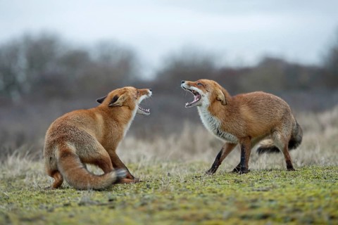 Rancid season... Fox / red fox (Vulpes vulpes), two foxes, red foxes in the rancour period, get
