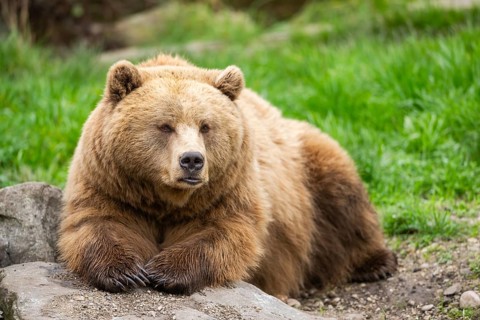 Eurasian Brown Bear (Ursus arctos arctos) lying on a rock, Bavaria, Germany