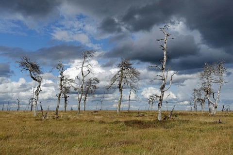 Noir Flohay in the High Fens, an upland moor in the Eife, dead trees are the remains of a large