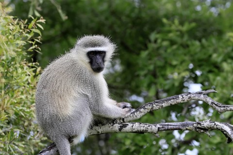 Vervet Monkey (Chlorocebus pygerythrus), adult, sitting, tree trunk, Kruger, Kruger National Park,