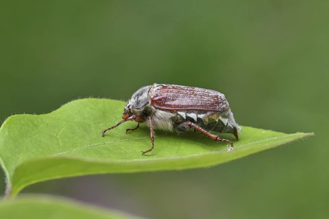May beetle, wood cockchafer (Melolontha hippocastani), female, on a leaf litter, close-up,