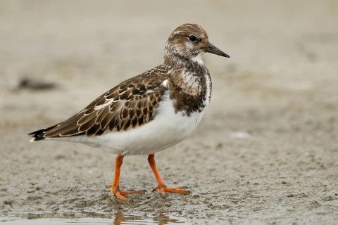 In a light plumage... Turnstone (Arenaria interpres), actually common but nevertheless endangered