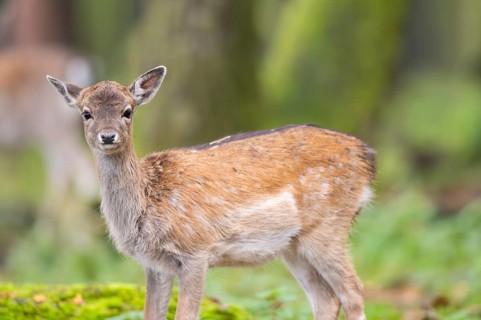 European fallow deer (dama dama) doe standing in a forest in autumn, Bavaria, Germany